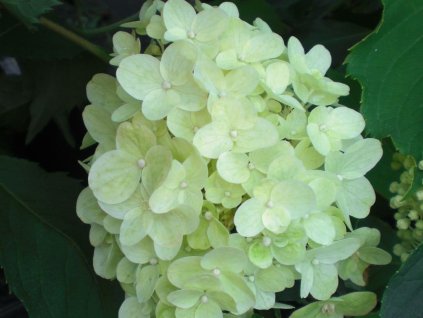 Hortenzia metlinatá 'Silver Dollar'