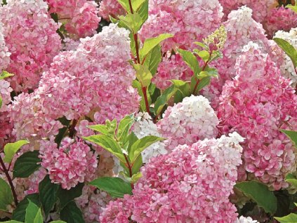 Hortenzia metlinatá  'Vanille-Fraise'®