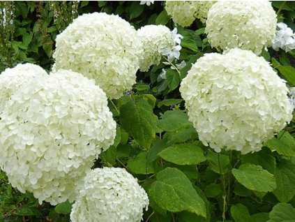 Hortenzia stromčekovitá 'Annabelle'