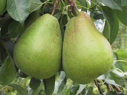 Hruška 'Blanka'