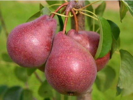 Hruška 'Faworytka Red'