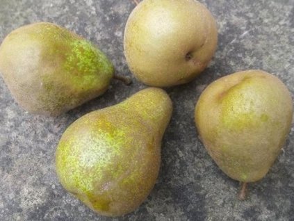 Hruška 'Grosdemange'