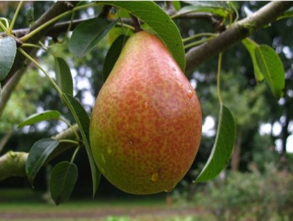 Hruška 'Gute Luise'