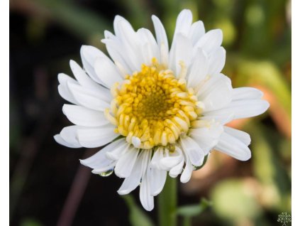 Astra alpínska 'Christina' - Aster alpinus 'Christina'