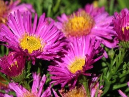 Astra krovitá 'Kassel' - Aster dumosus 'Kassel'