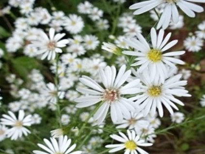 Astra  Pringleova 'Monte Cassino' - Aster pringlei 'Monte Cassino'