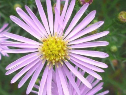 pink star