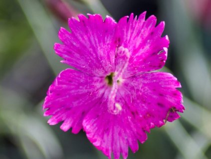 Klinček sivý 'Feuerhexe' - Dianthus gratianopolitanus 'Feuerhexe'