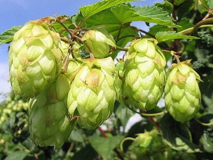 Chmel otáčivý 'Aureus'