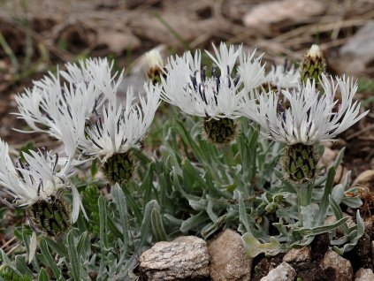 Nevädza pindicola - Centaurea pindicola