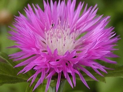 Nevädza pulcherrima - Centaurea pulcherrima