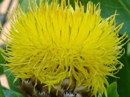 Nevädza žltovetá - Centaurea macrocephala