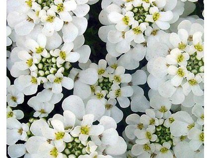 Iberka vždyzelená 'Tahoe' - Iberis sempervirens 'Tahoe'