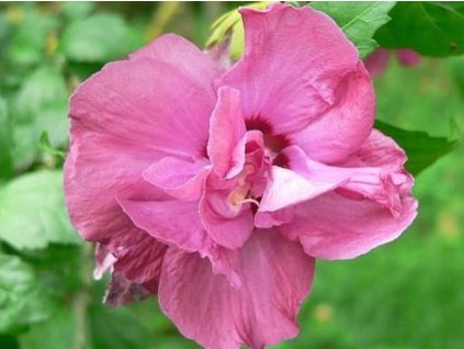 Ibištek sýrsky 'Puniceus Plenus'