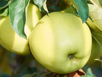 Jabloň stĺpovitá 'Goldcats'