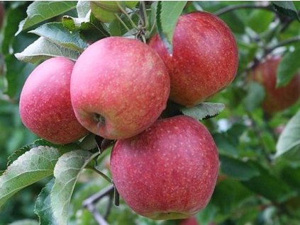 Jabloň 'Jonagored Supra'