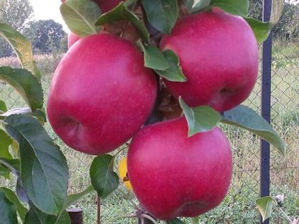 42789 1 jablon lotos