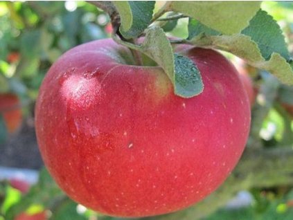 Jabloň 'Panenské české'