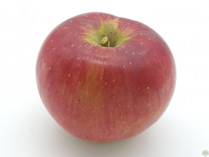 Jabloň 'Rajka' (Balenie prostokorenný stromček, Podpník M26)