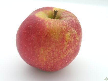 Jabloň 'Red Boskoop' (Balenie prostokorenný stromček, Podpník M26)