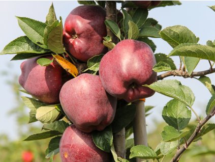 Jabloň 'Red Cap Adams'