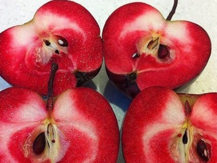 Jabloň 'Red Love' (Balenie prostokorenný stromček, Podpník M26)