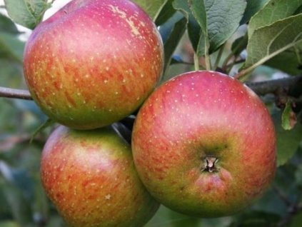 Jabloň 'Rubinstep'
