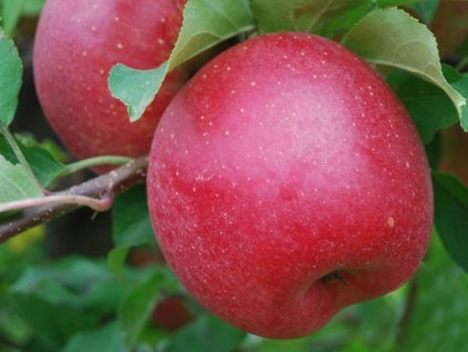 Jabloň 'Šampion Red'