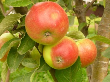 Jabloň stĺpovitá 'Arbat'