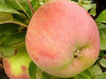 Jabloň stĺpovitá 'Ciepa' (Balenie prostokorenný stromček, Podpník M26)