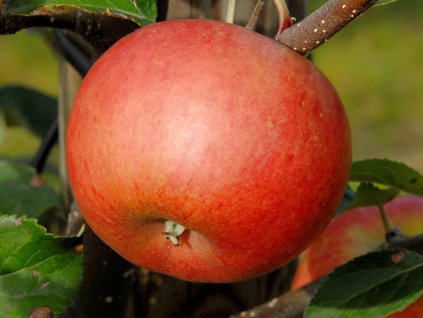 Jabloň stĺpovitá 'Flamenco' (Balenie prostokorenný stromček, Podpník M26)