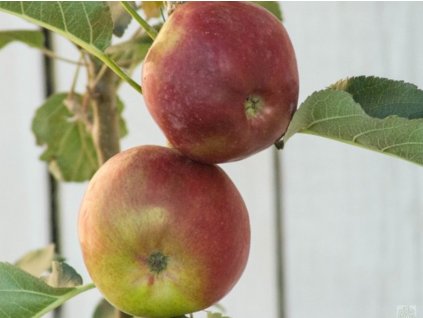 Jabloň stĺpovitá 'Vasyugan'