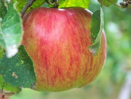 Jabloň zakrslá 'Garden Sunred'