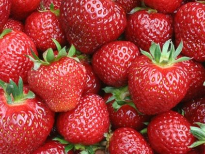 Jahoda 'Senga Sengana'