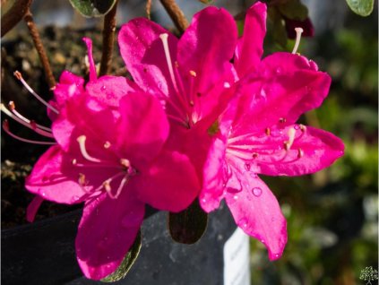 Japonská azalka 'Kermesina'