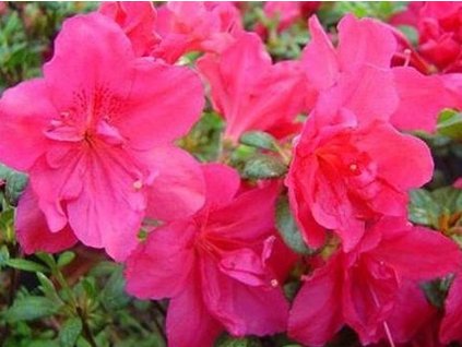 Azalka japonská 'Tornella'