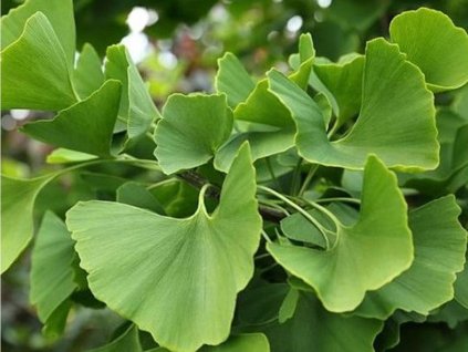 Ginko dvojlaločné
