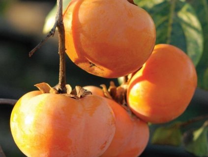 Kaki 'Jiro'