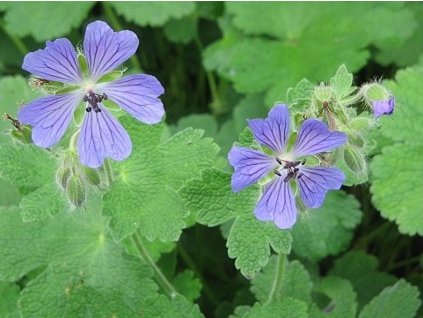 Pakost 'Philippe Vapelle' - Geranium  'Philippe Vapelle'