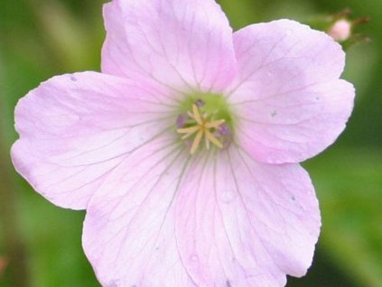 Pakost 'Rebecca Moss' - Geranium oxonianum 'Rebecca Moss'