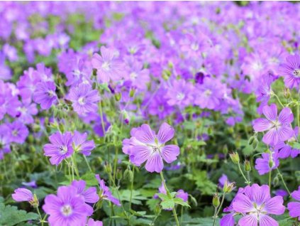 Pakost gracile hybr 'Sirak' - Geranium gracile hybr 'Sirak'