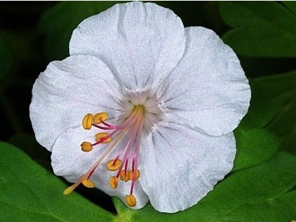 Pakost x cantabrigense 'St. Ola' - Geranium x cantabrigense 'St. Ola'