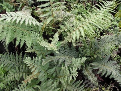 Papraďovec Braunov - Polystichum braunii