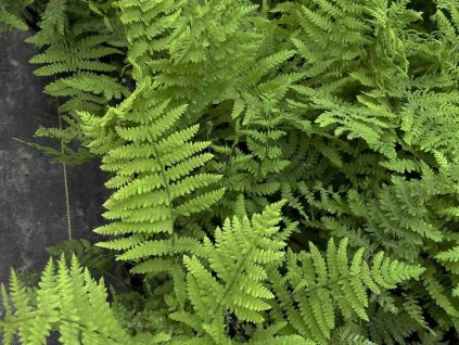 Papradník močiarny - Thelypteris palustris