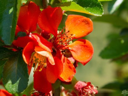 Kdoulovec japonský 'Sargentii'