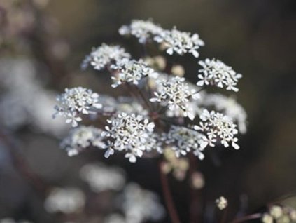Trebuľka lesná  'Ravenswing' - Anthriscus sylvestris 'Ravenswing'