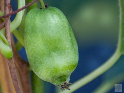 Kiwi 'Issai'