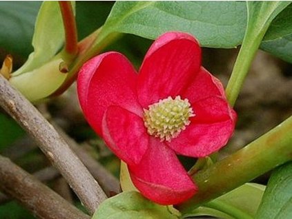 Schizandra červenokvetá – samica