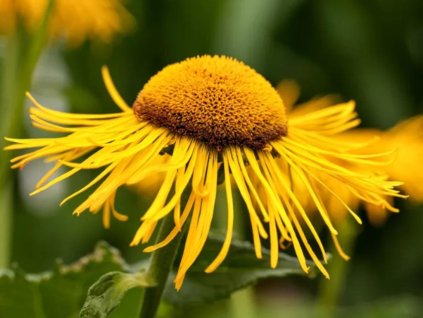 Telekia ozdobná - Telekia speciosa