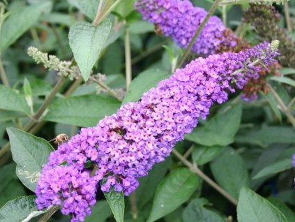 Budleja dávidova 'Lochinch'